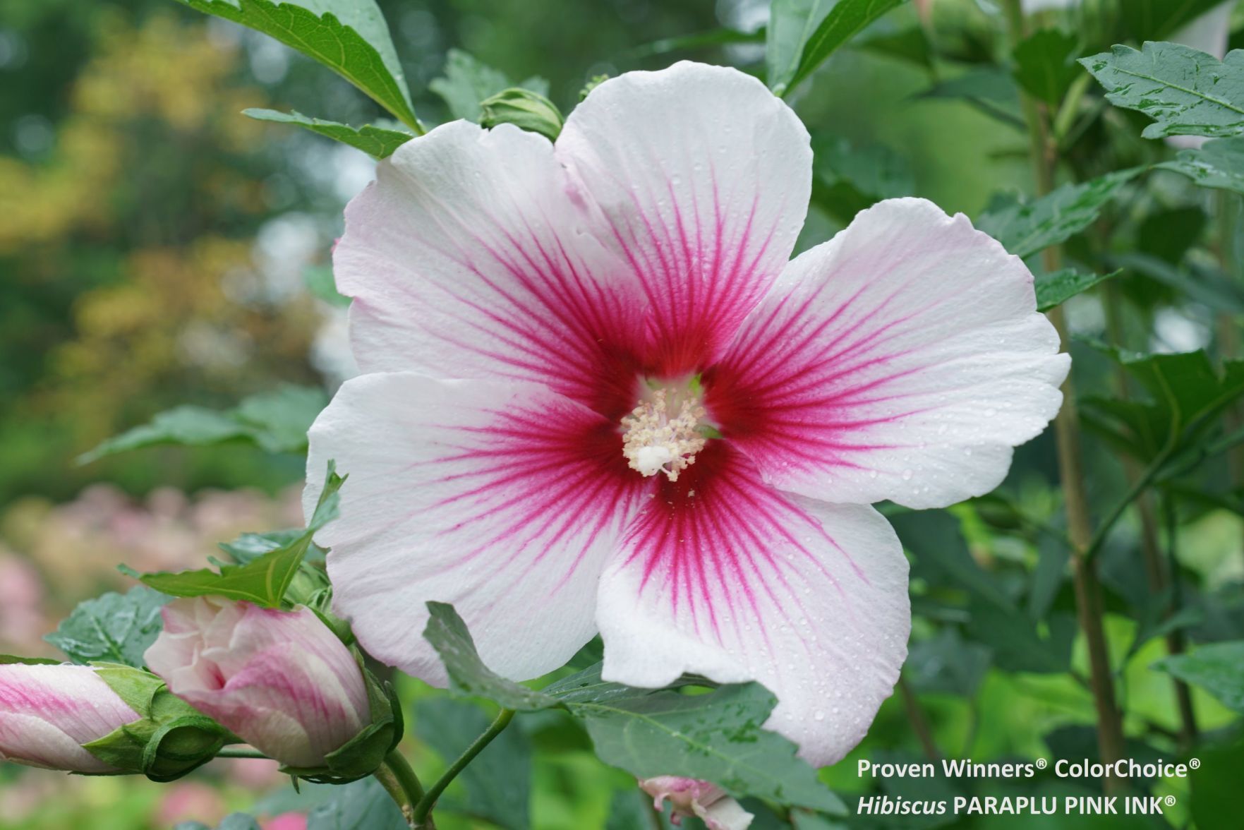 hibiscus three